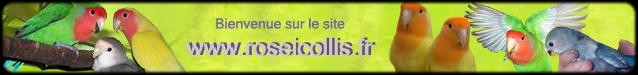 Site Roseicollis d'Arnaud